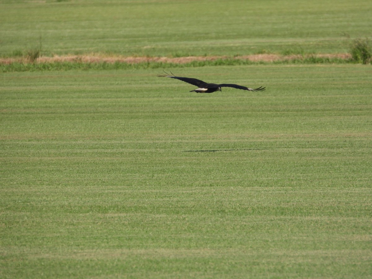 Crested Caracara - ML491610261