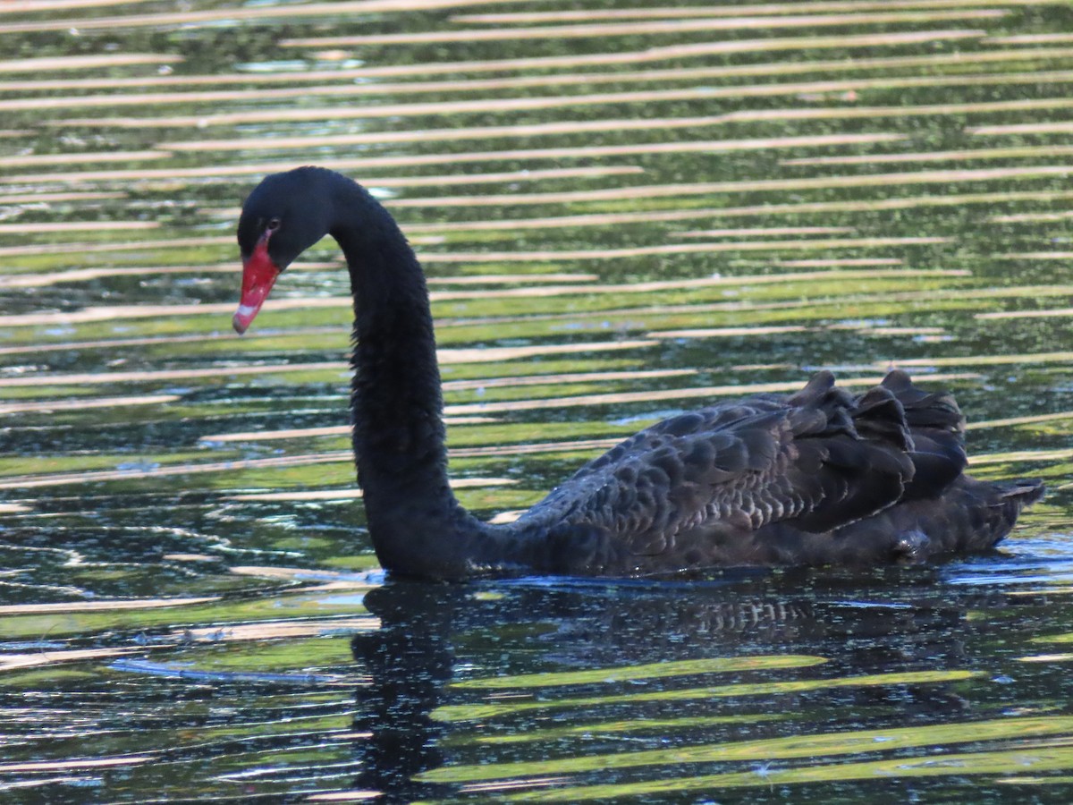 Black Swan - ML491611821