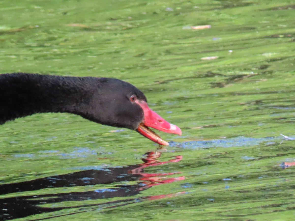 Black Swan - ML491611861