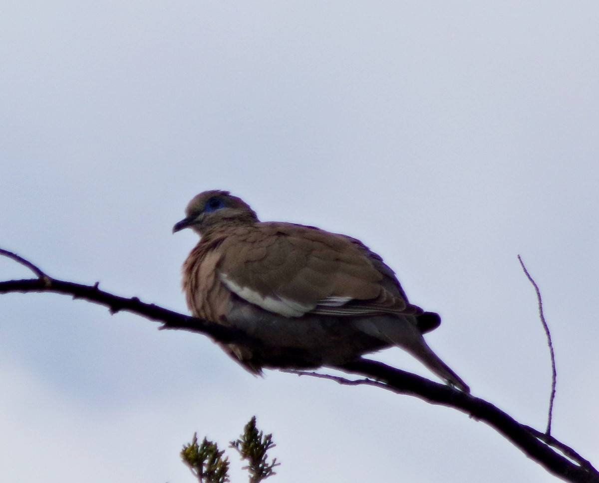 West Peruvian Dove - ML491612551