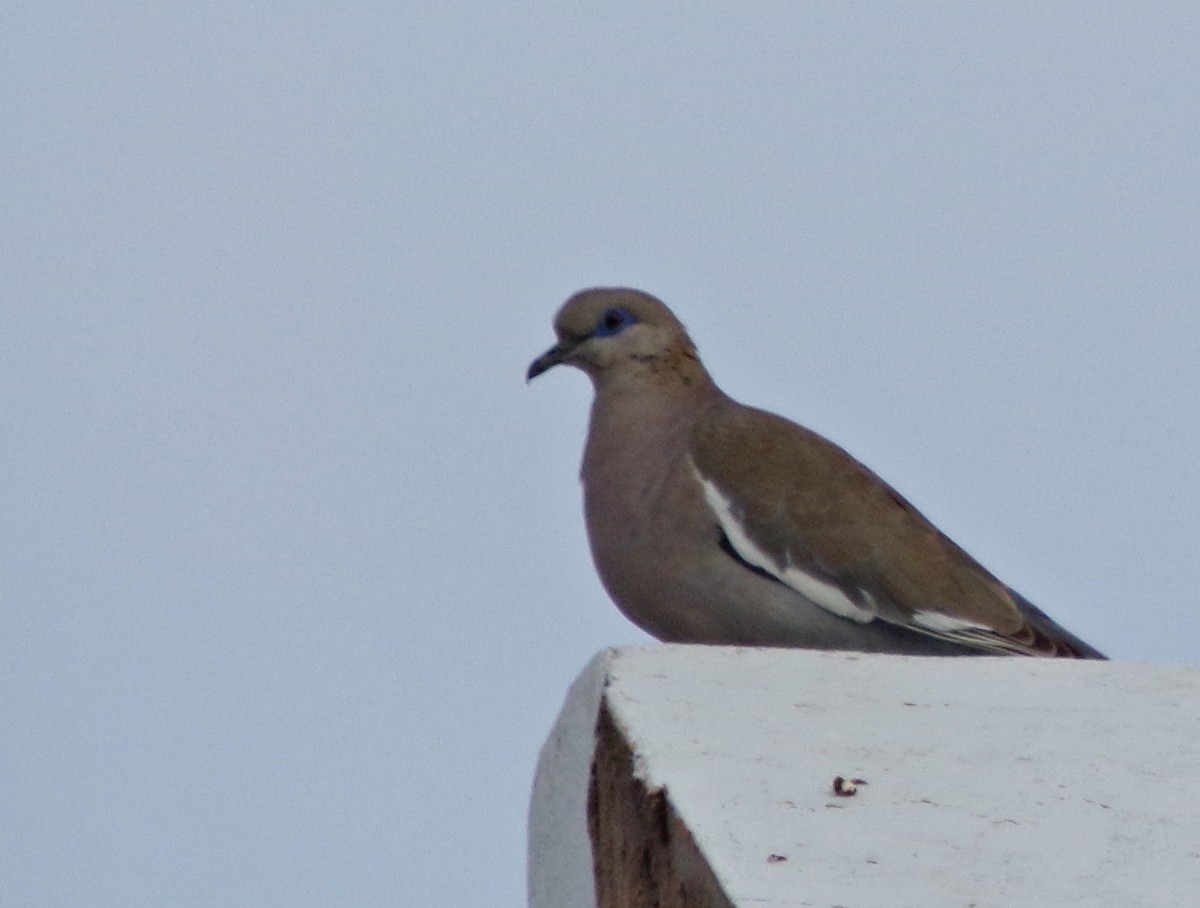 West Peruvian Dove - ML491613401