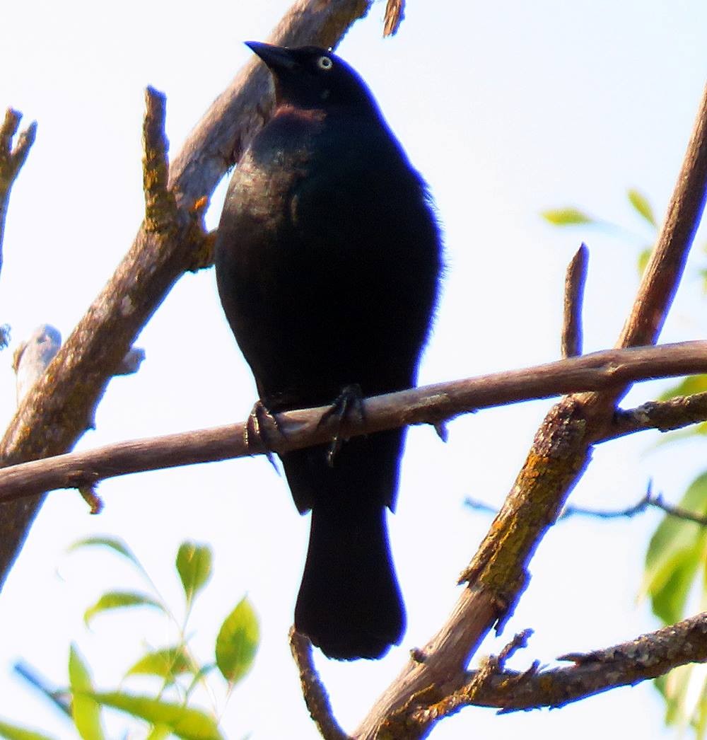 Brewer's Blackbird - Marlowe Kissinger