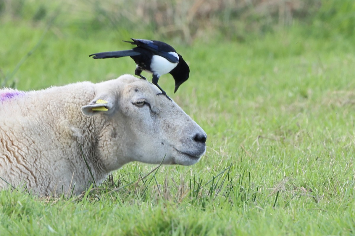 Eurasian Magpie (Eurasian) - ML491614061