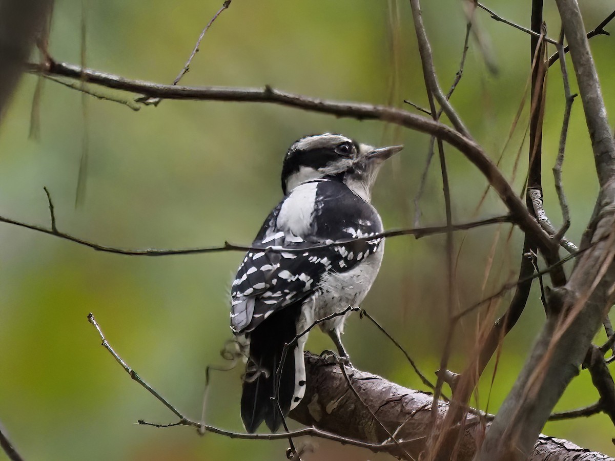 Downy Woodpecker - Daniel Kaplan