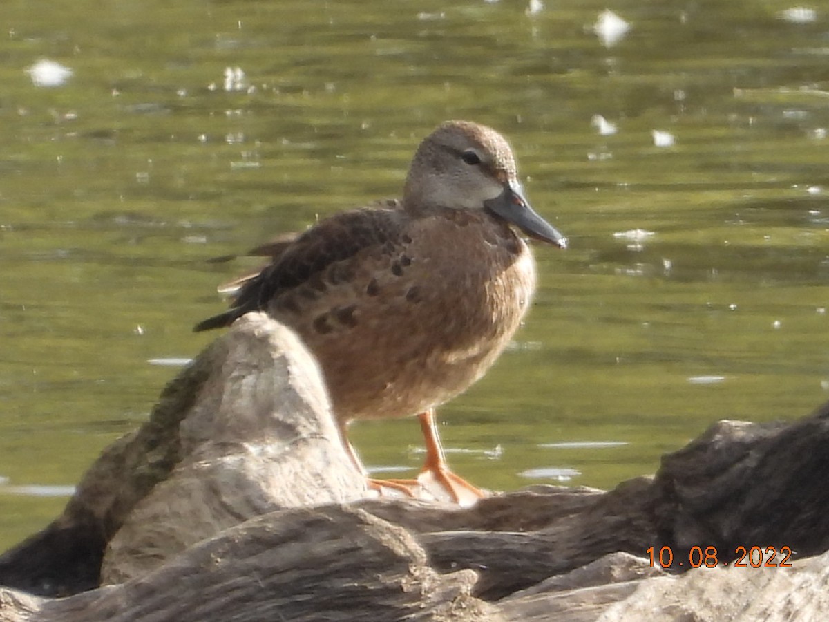 Blue-winged Teal - Pamela Fisher