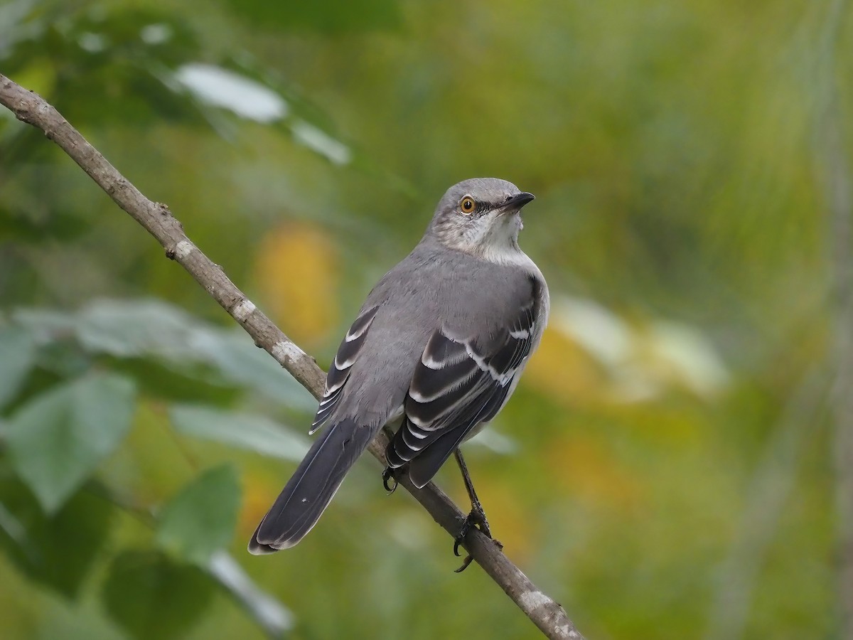 Northern Mockingbird - ML491614931