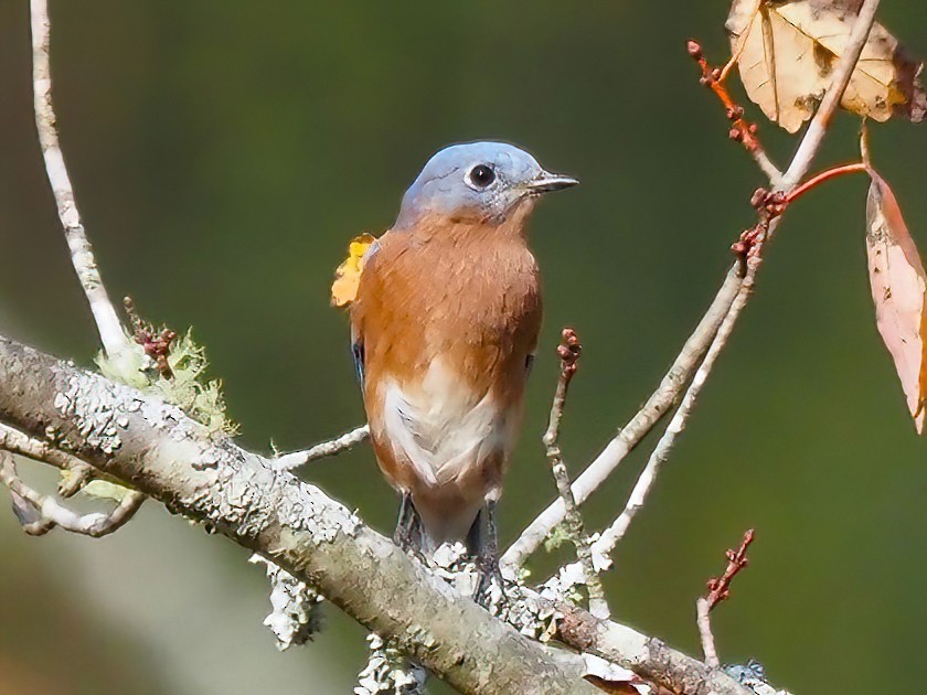 Eastern Bluebird - Daniel Kaplan