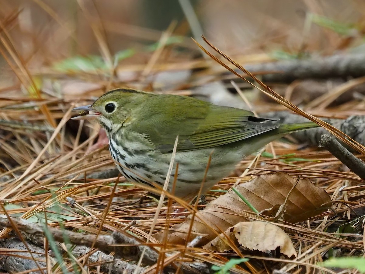 Ovenbird - Daniel Kaplan