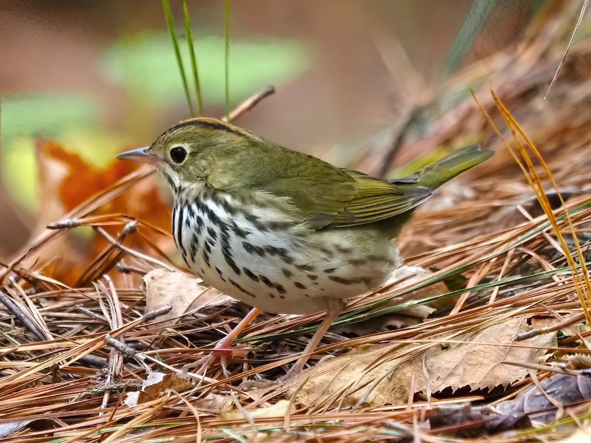 Ovenbird - Daniel Kaplan