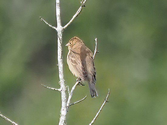 Indigo Bunting - ML491615681