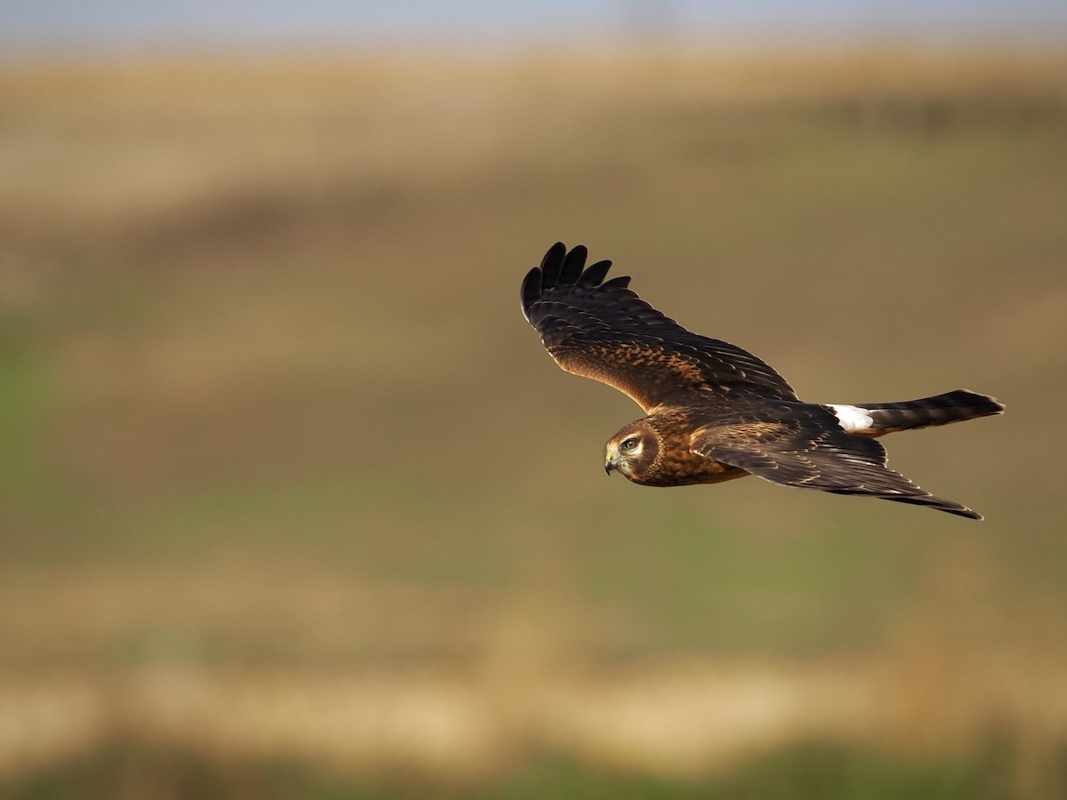 Northern Harrier - ML491616621