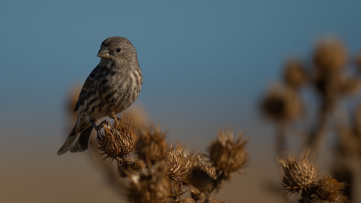 House Finch - ML491619211