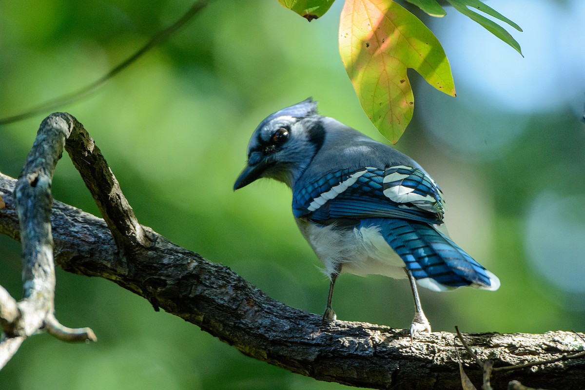 Blue Jay - ML491619871