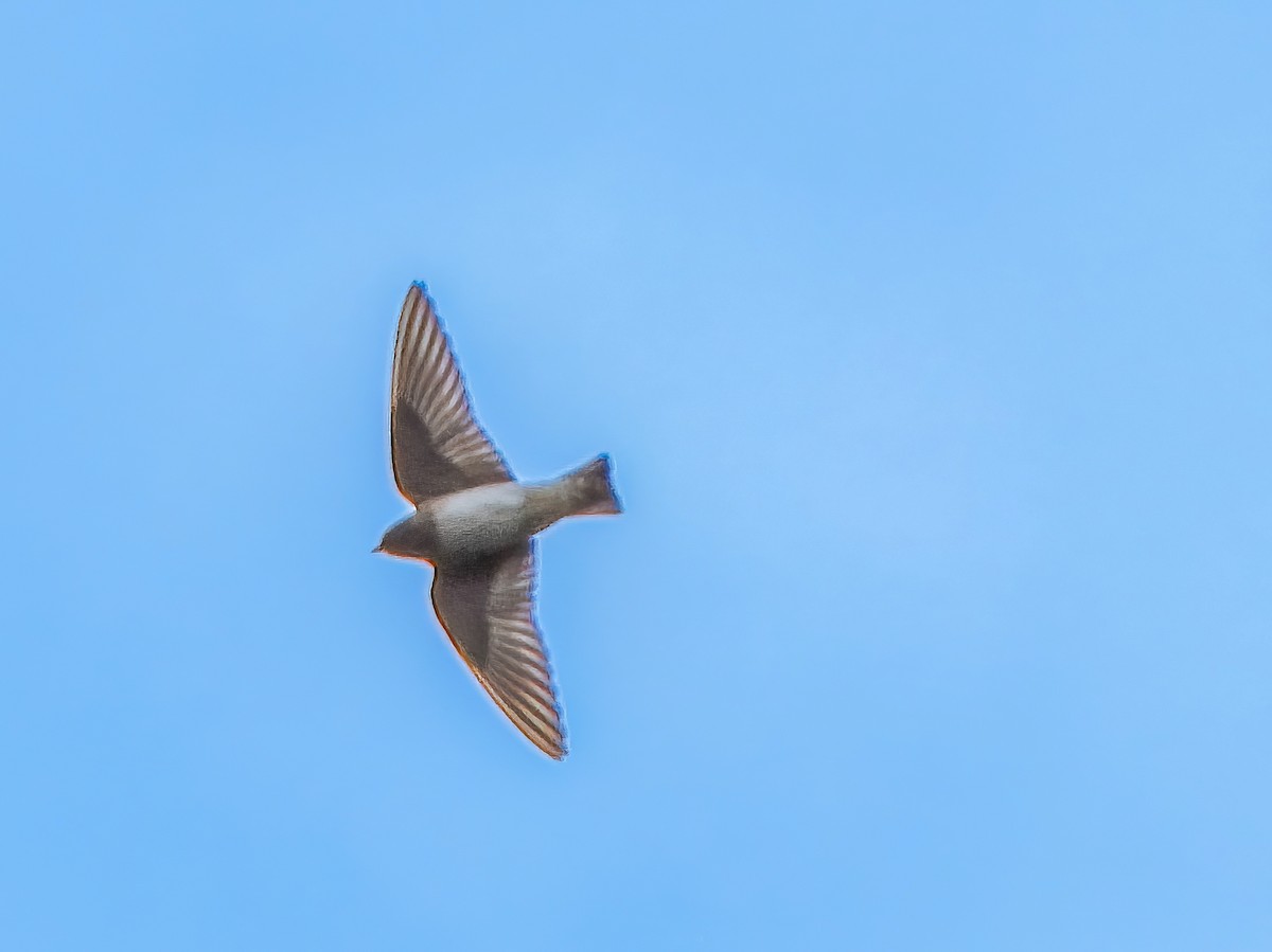 Hirondelle à front blanc - ML491621121