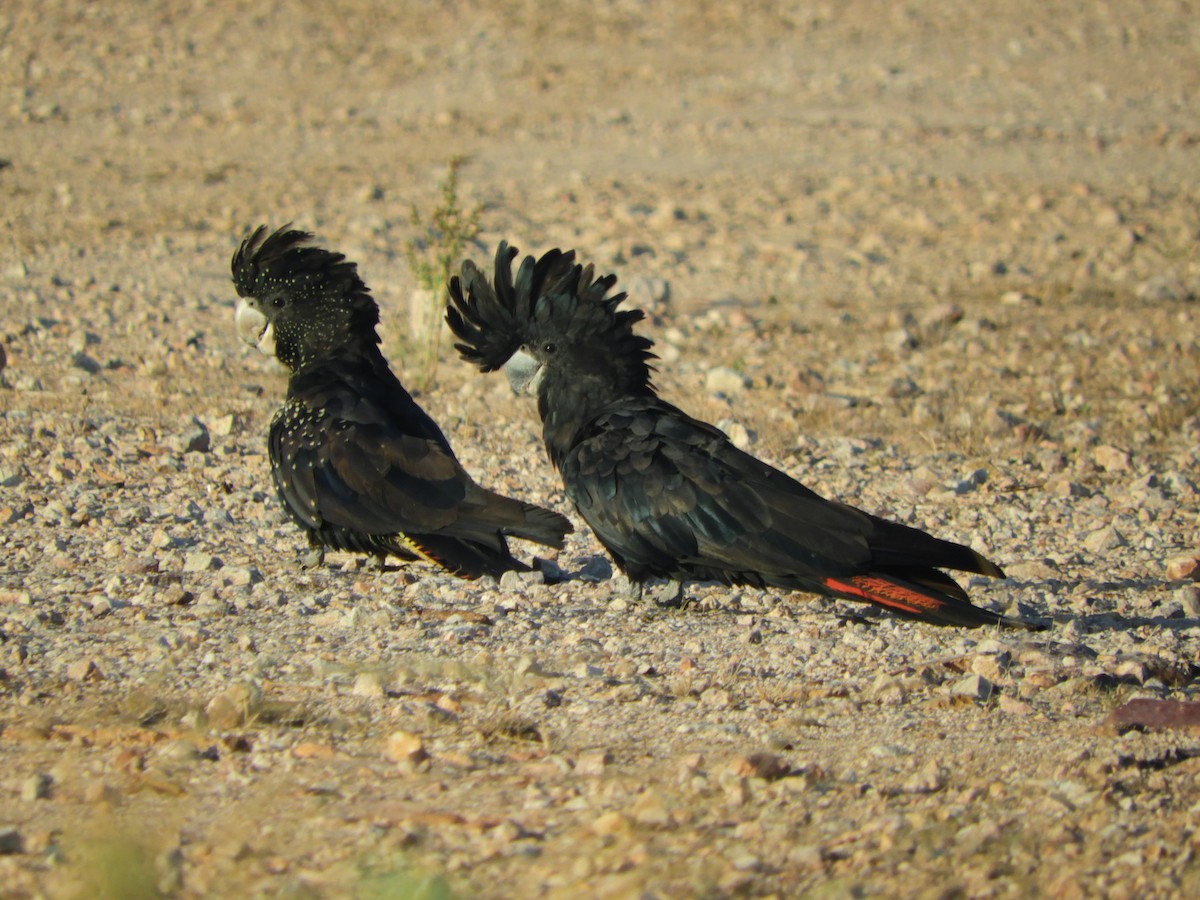 Red-tailed Black-Cockatoo - Ivor Preston