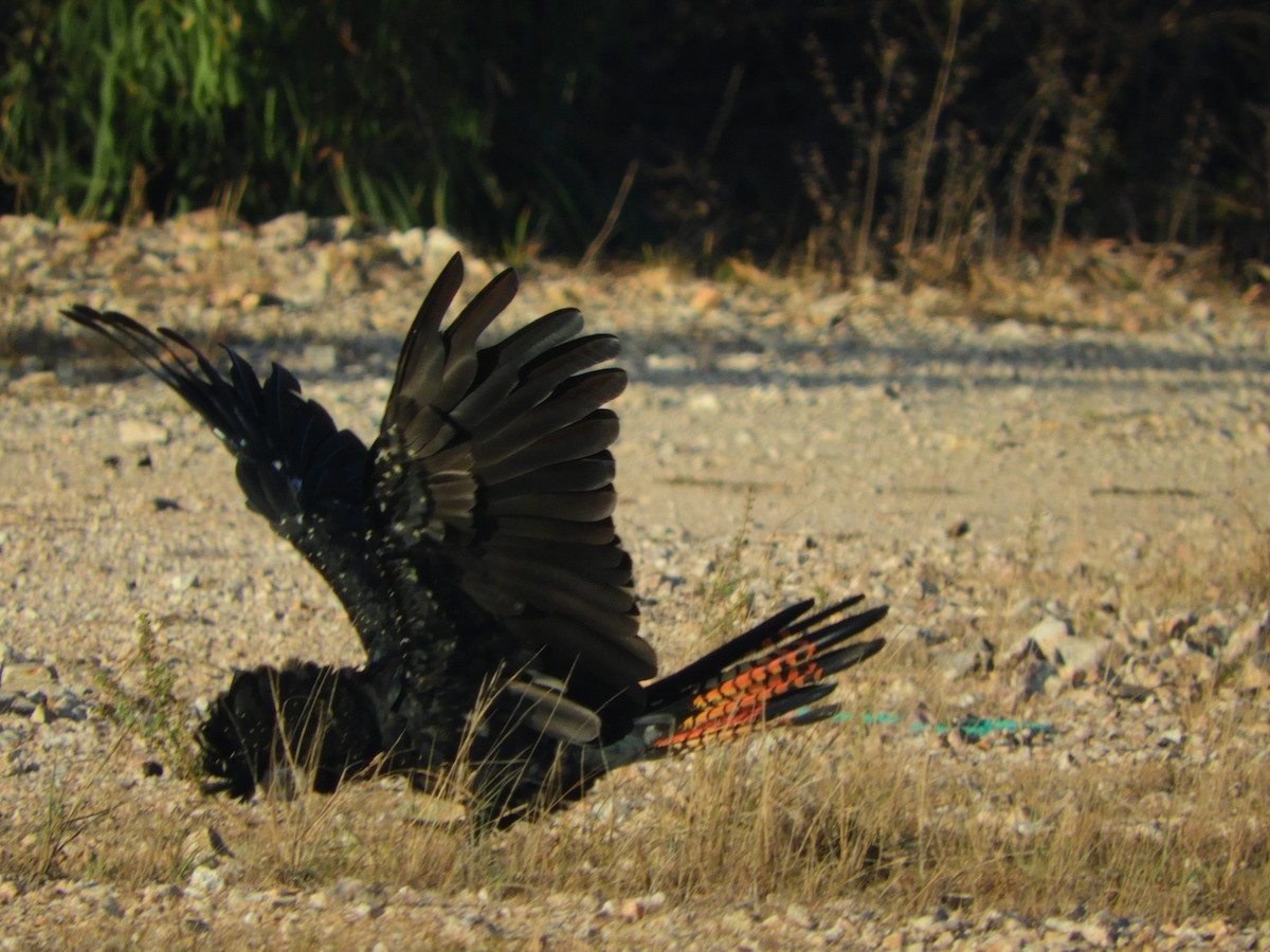 Red-tailed Black-Cockatoo - Ivor Preston