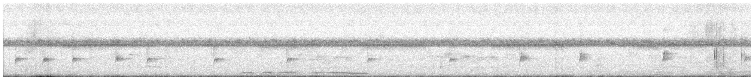 Microtyran oreillard - ML491623651