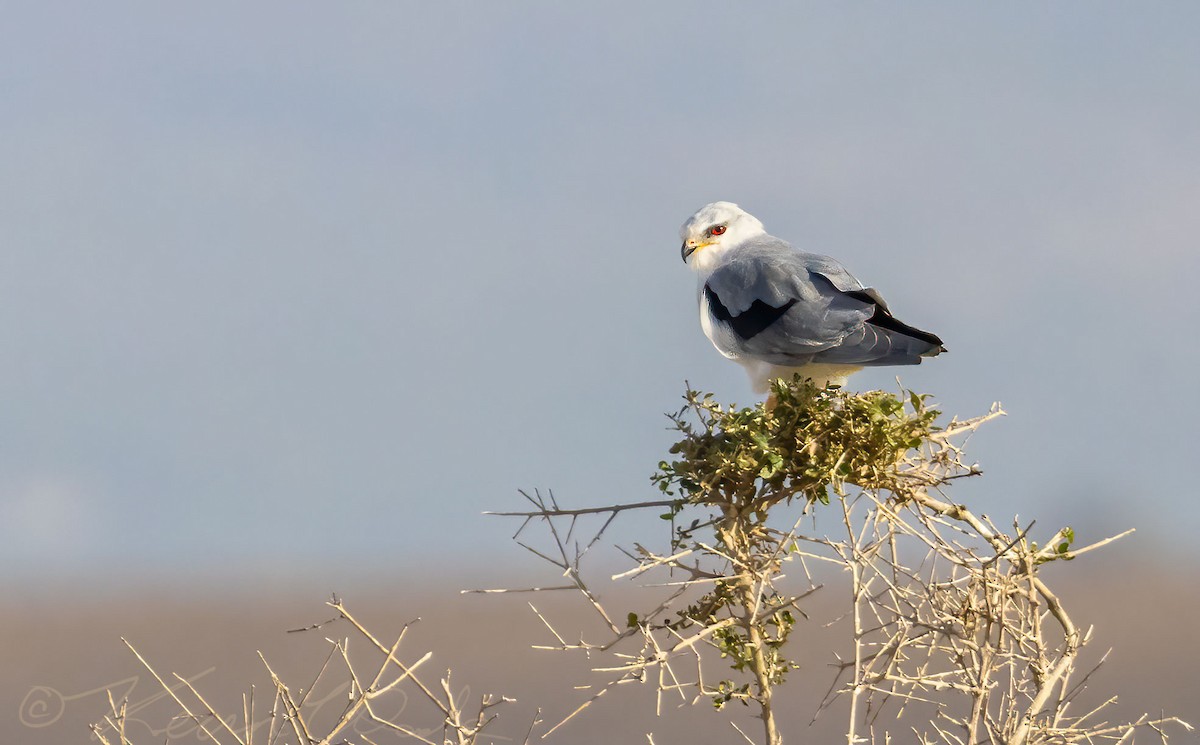 Black-winged Kite - ML491623841