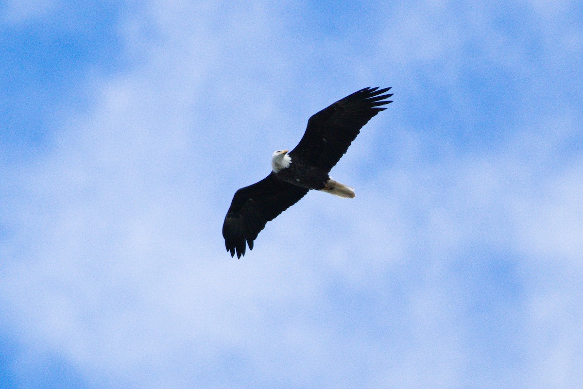 Bald Eagle - ML491625351