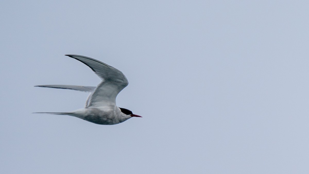 Arctic Tern - ML491625521
