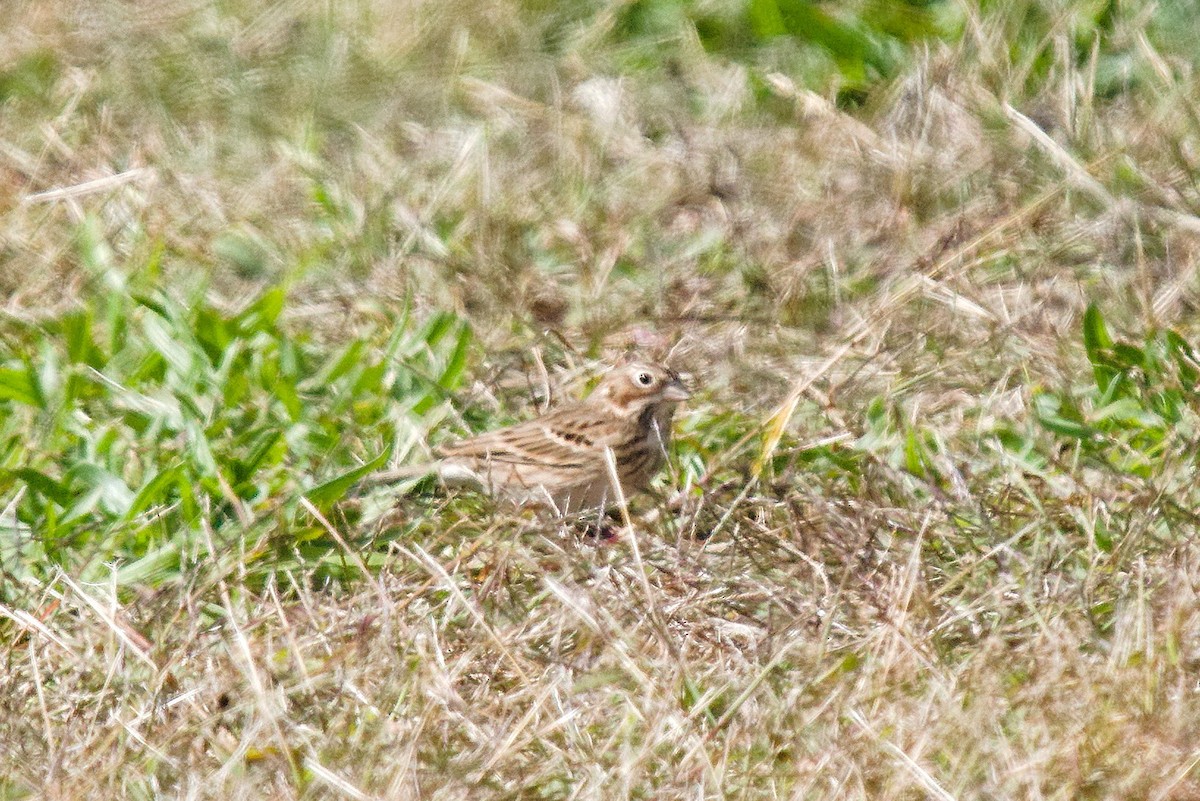 Vesper Sparrow - ML491625711