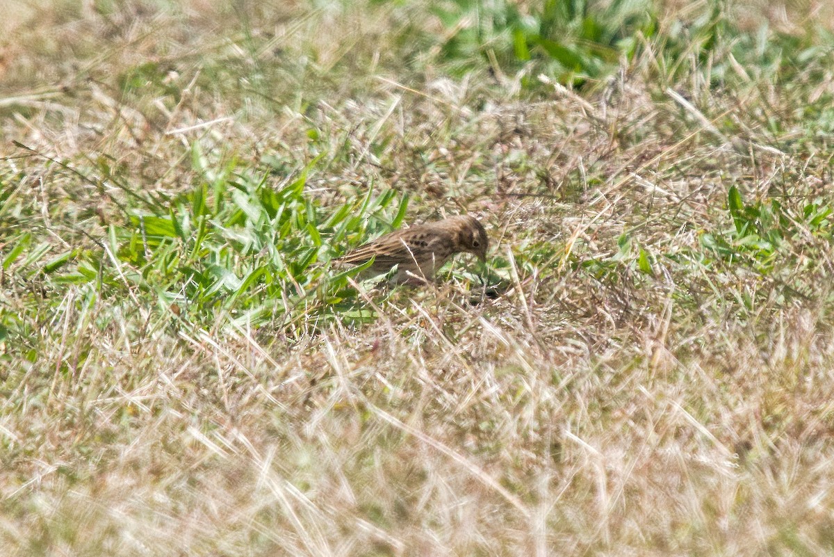 Vesper Sparrow - ML491625721