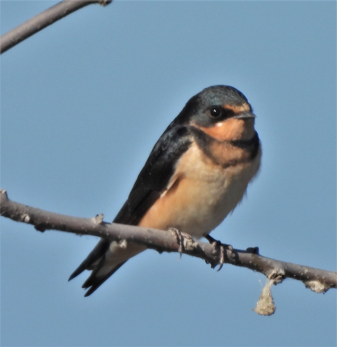 Barn Swallow - ML491625891
