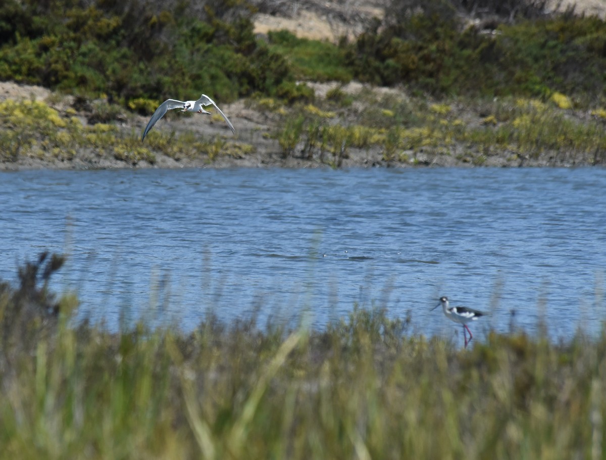 Forster's/Common Tern - ML491626641