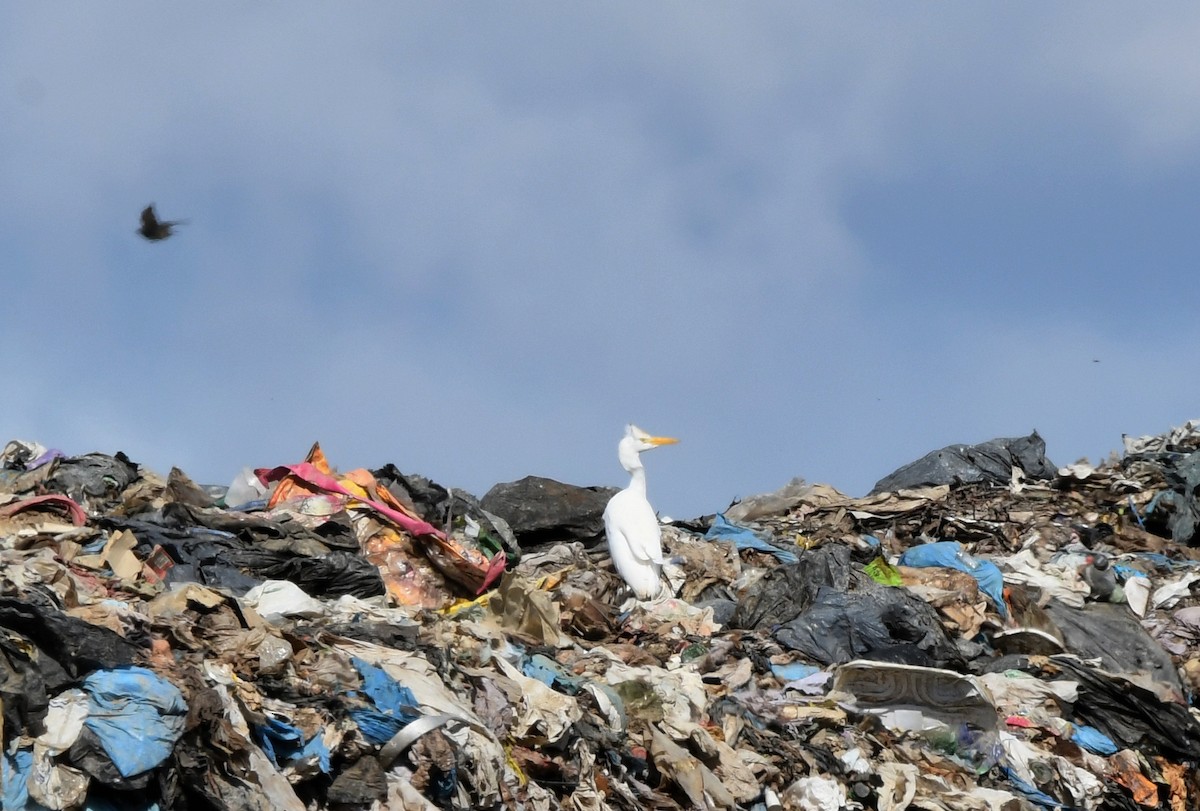 Western Cattle Egret - ML491626741