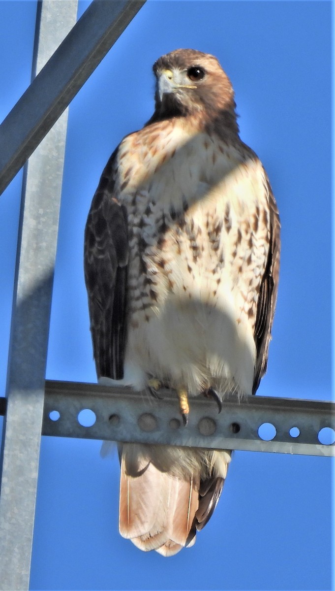 Red-tailed Hawk - ML491627301