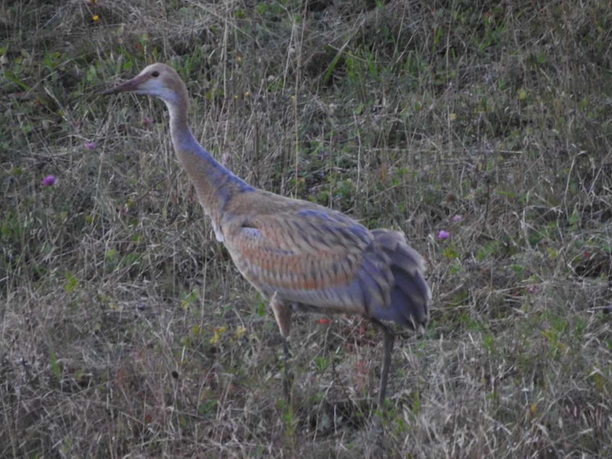 jeřáb kanadský (ssp. canadensis) - ML491627321