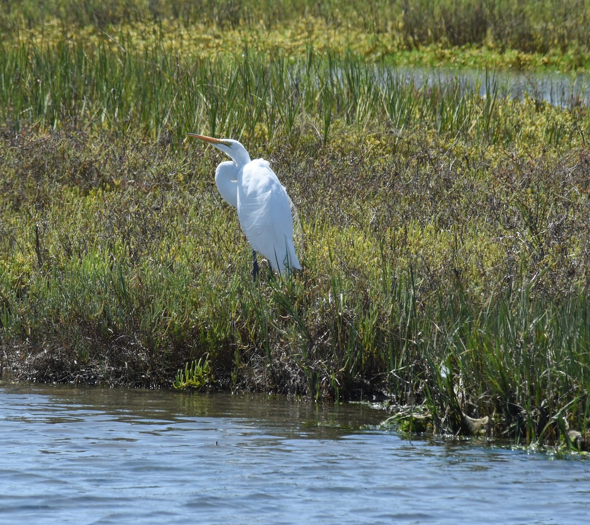 Great Egret - ML491627511