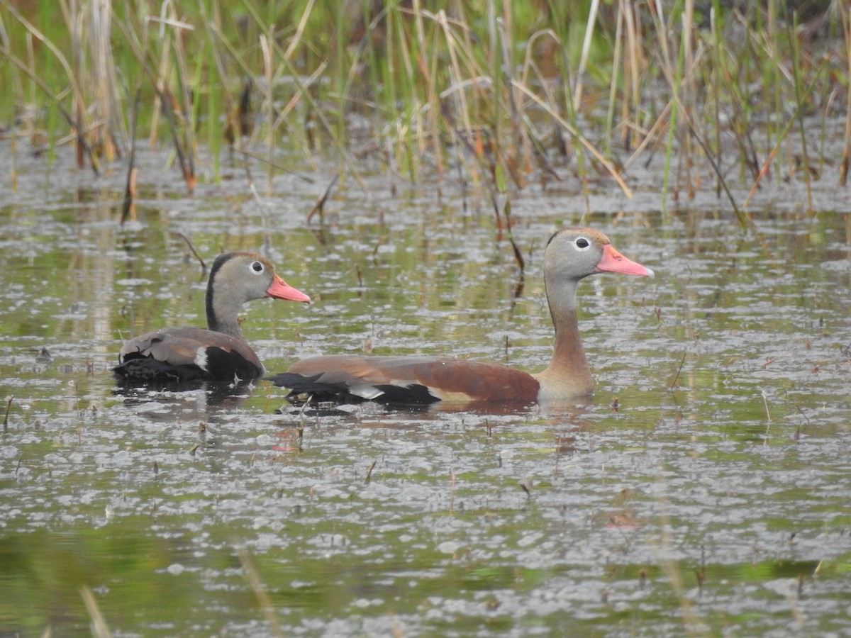 Black-bellied Whistling-Duck - ML491627771