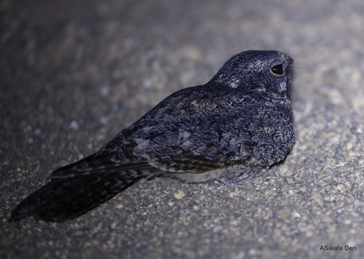 Freckled Nightjar - ML491628001