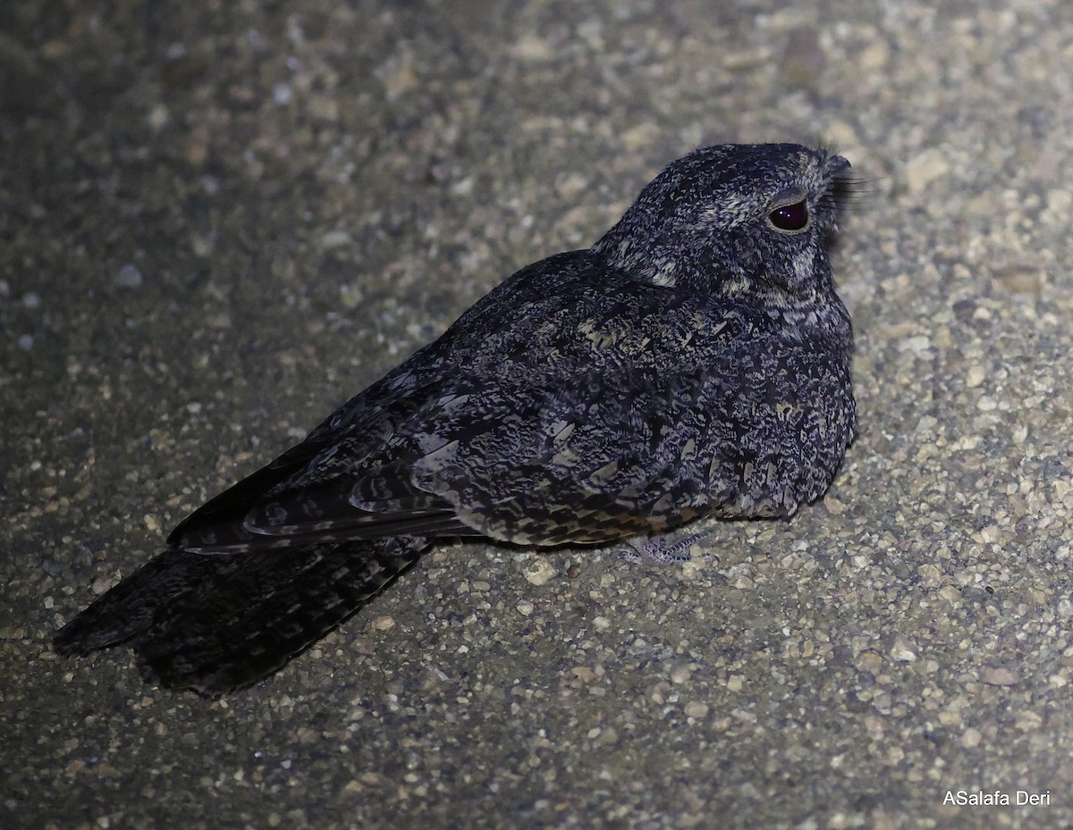 Freckled Nightjar - ML491629591