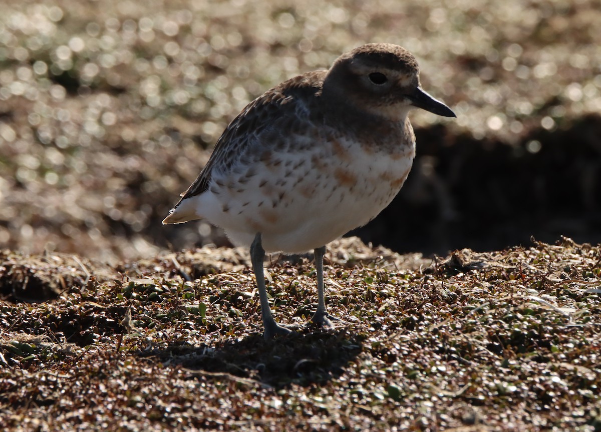 Red-breasted Dotterel (Southern) - ML491630301
