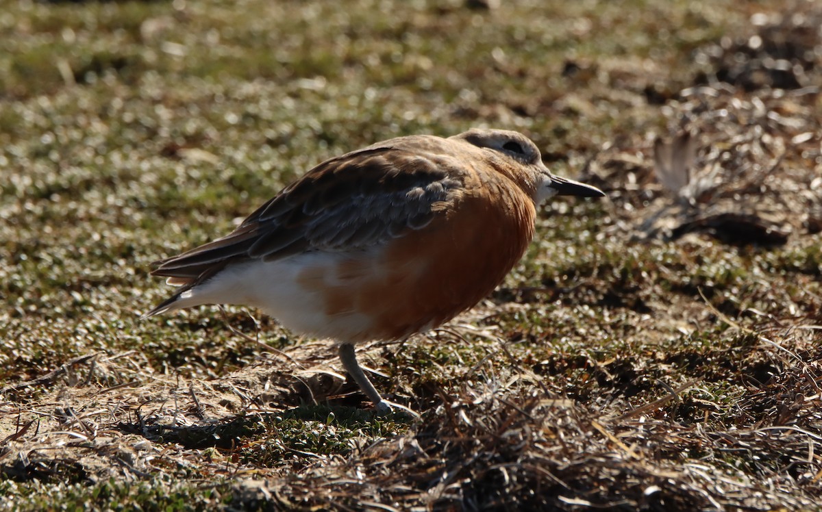 Red-breasted Dotterel (Southern) - ML491630311
