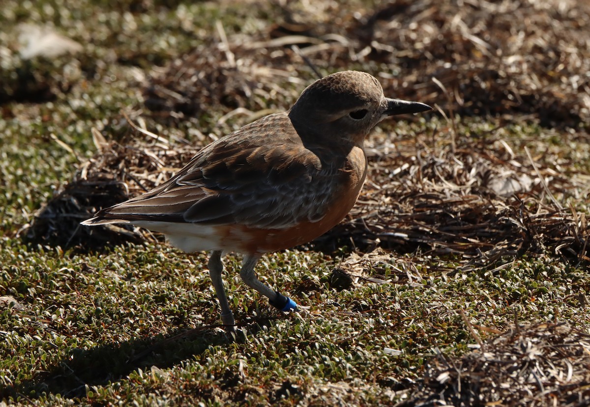 Red-breasted Dotterel (Southern) - ML491630331