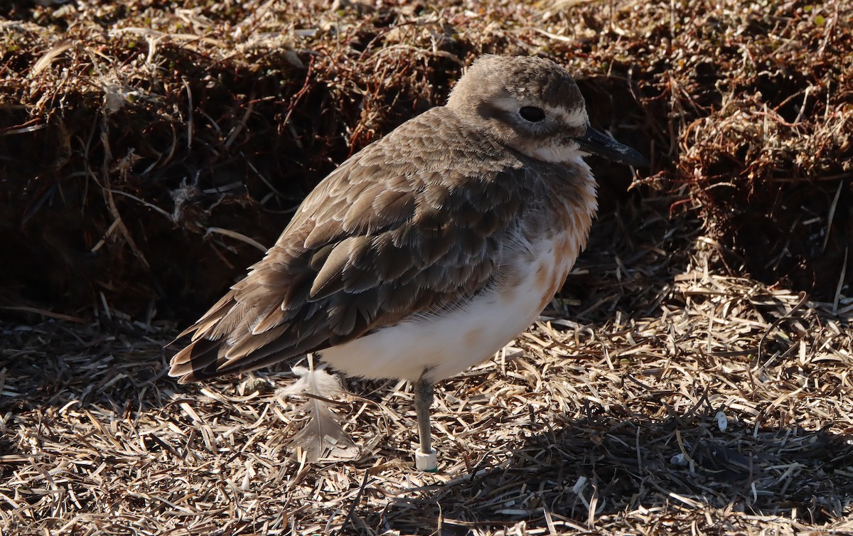 Red-breasted Dotterel (Southern) - ML491630341