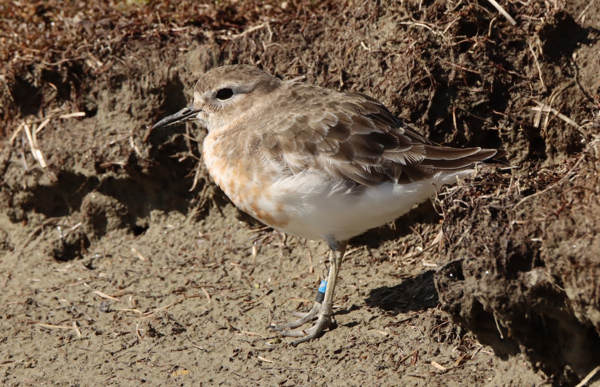 Red-breasted Dotterel (Southern) - ML491630351