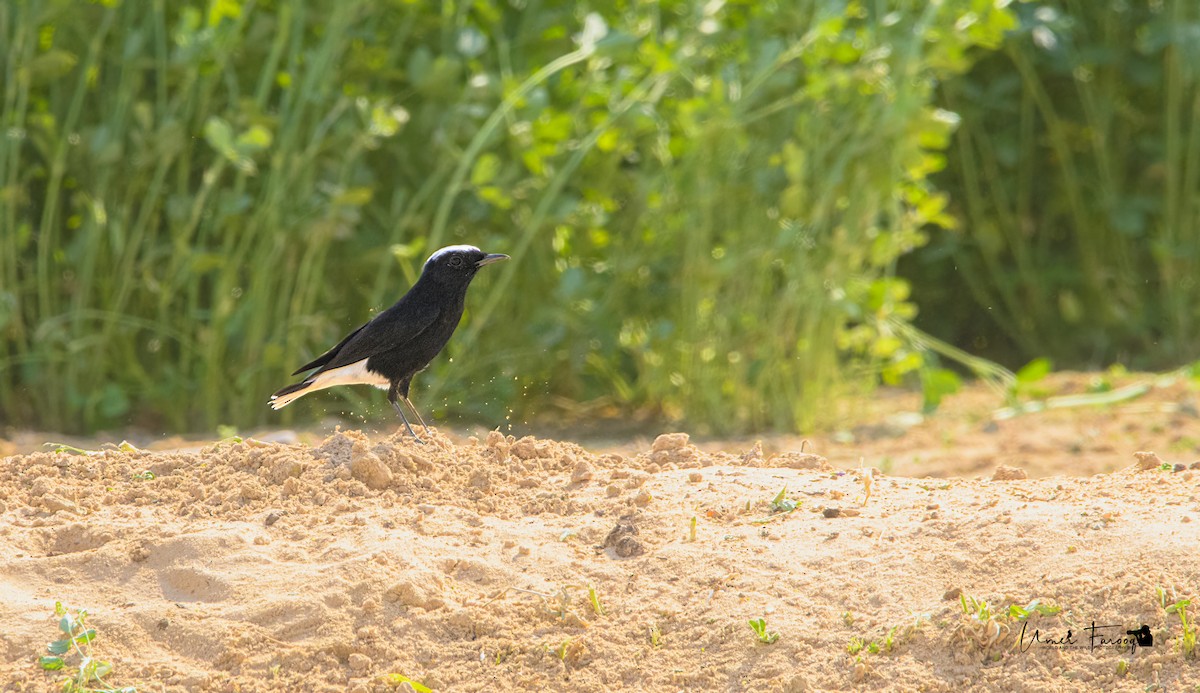 White-crowned Wheatear - ML491630901