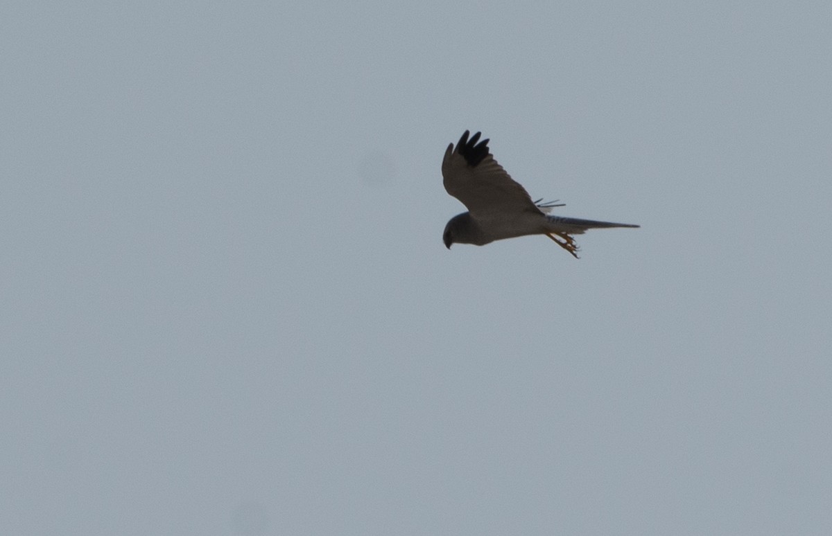 Pallid Harrier - ML491631131