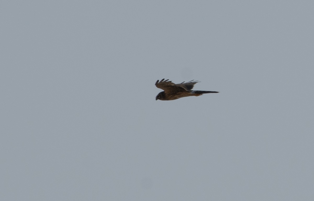 Pallid Harrier - ML491631191