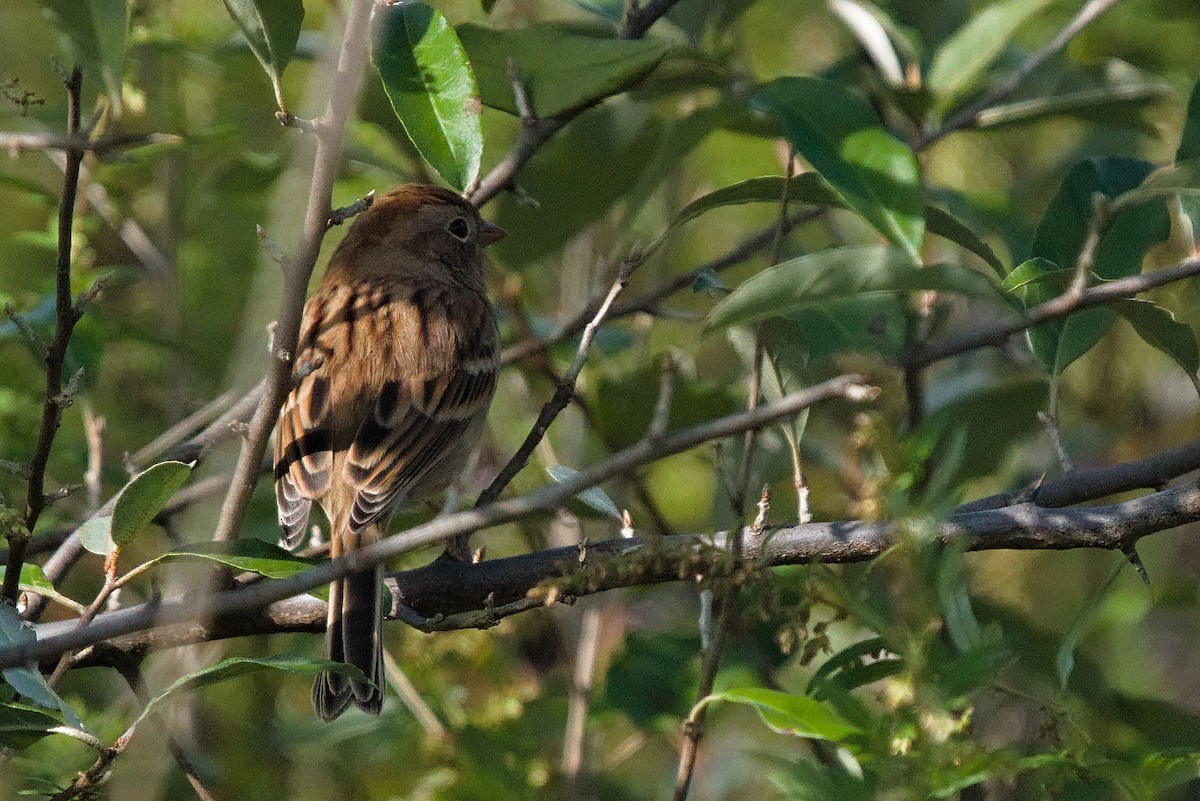 Field Sparrow - ML491631311
