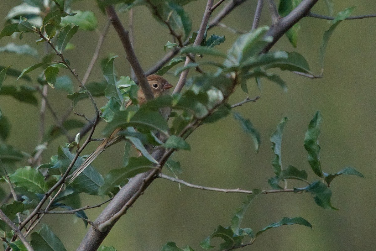 Field Sparrow - ML491631321