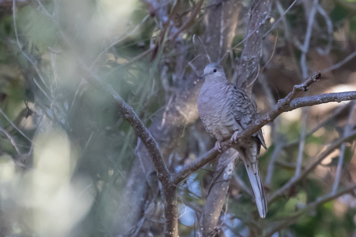 Inca Dove - ML49163161