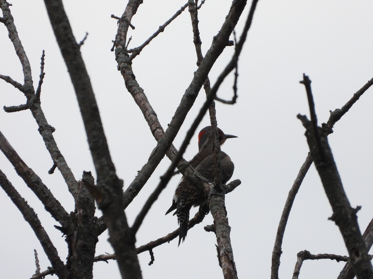 Northern Flicker - ML491632671