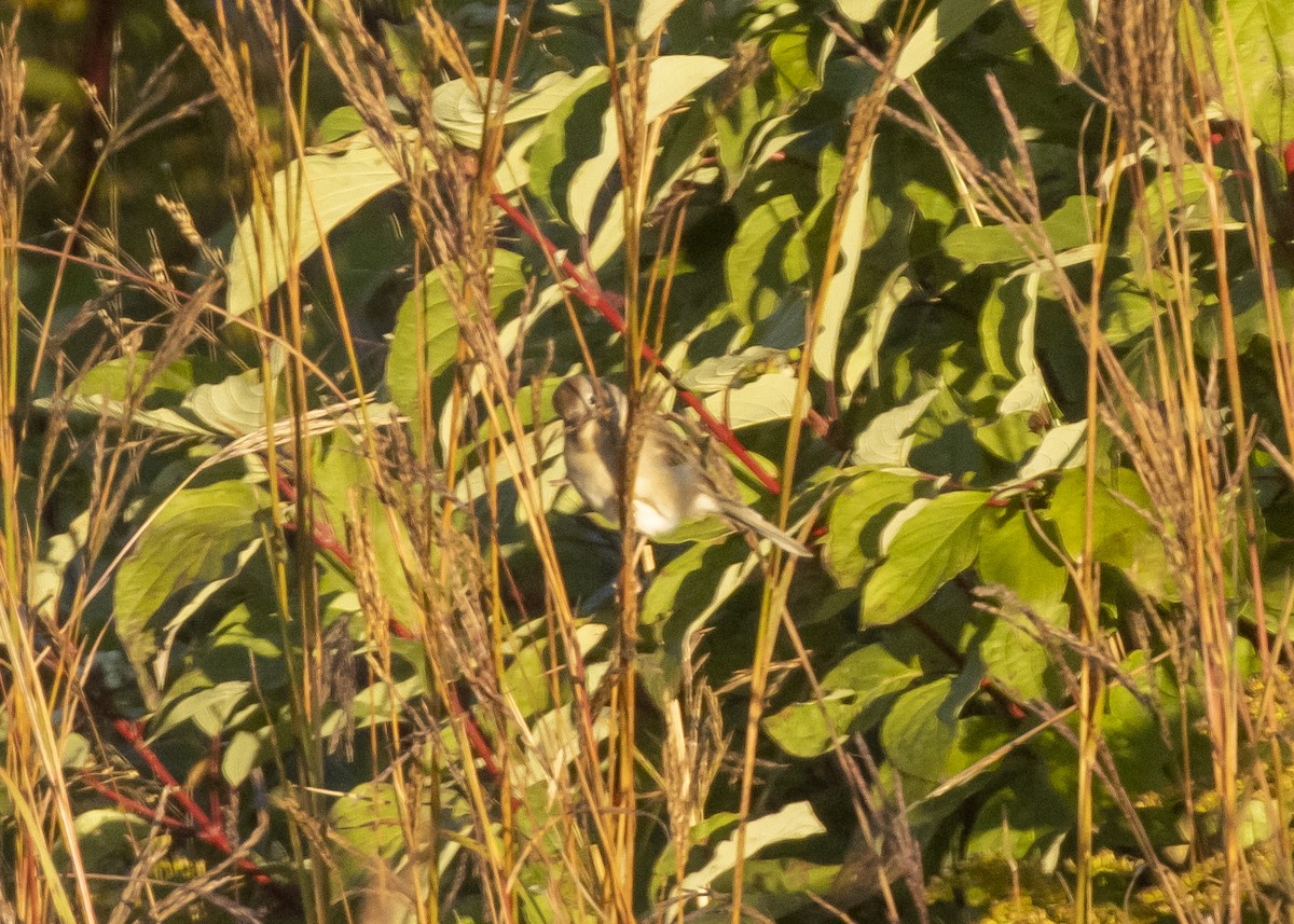 Field Sparrow - ML491634251