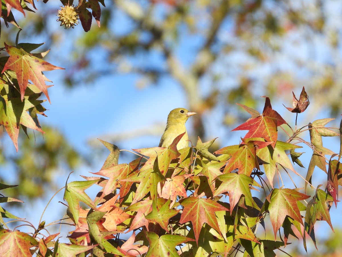 Scarlet Tanager - Robbie Mitchell