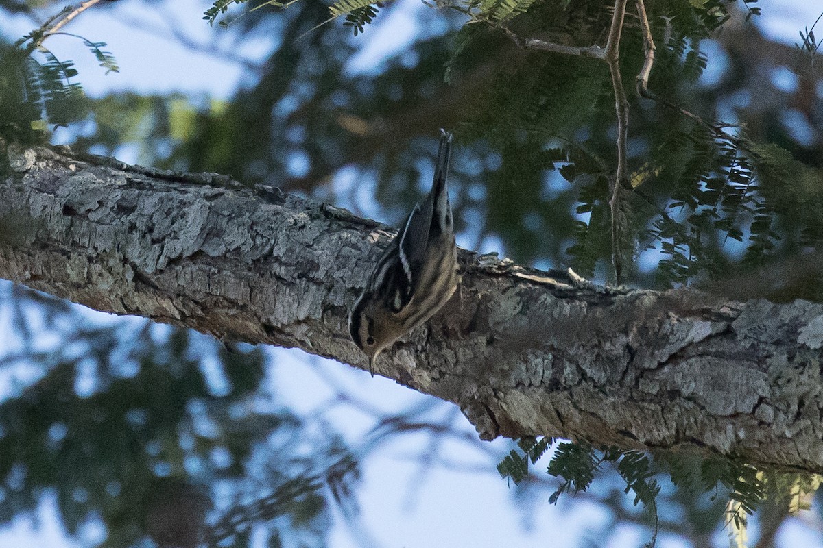 Black-and-white Warbler - ML49163501